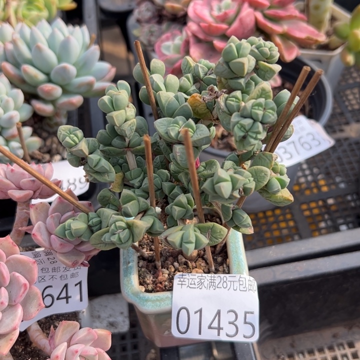 幸运的是我还在努力