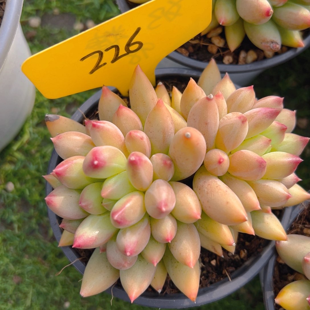 香玉的故事是一个人的故事