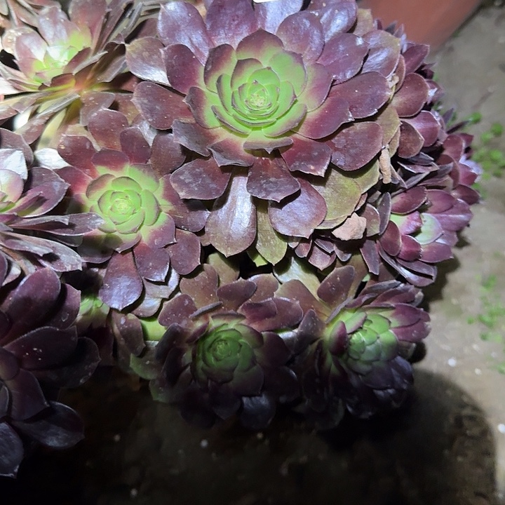 精品黑寡妇老桩尾货清仓亏本福利52