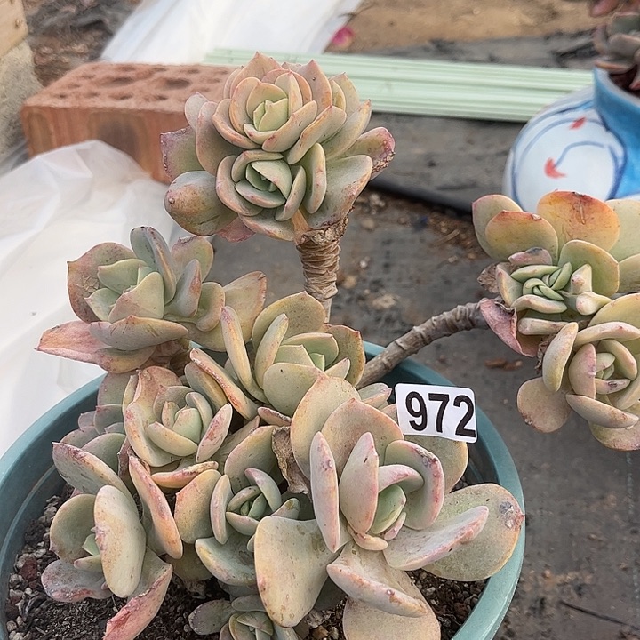 颖***凡972白凤不售后脱土发货不退不换