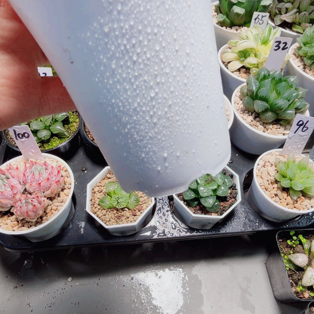 万象盆一颗多肉植物