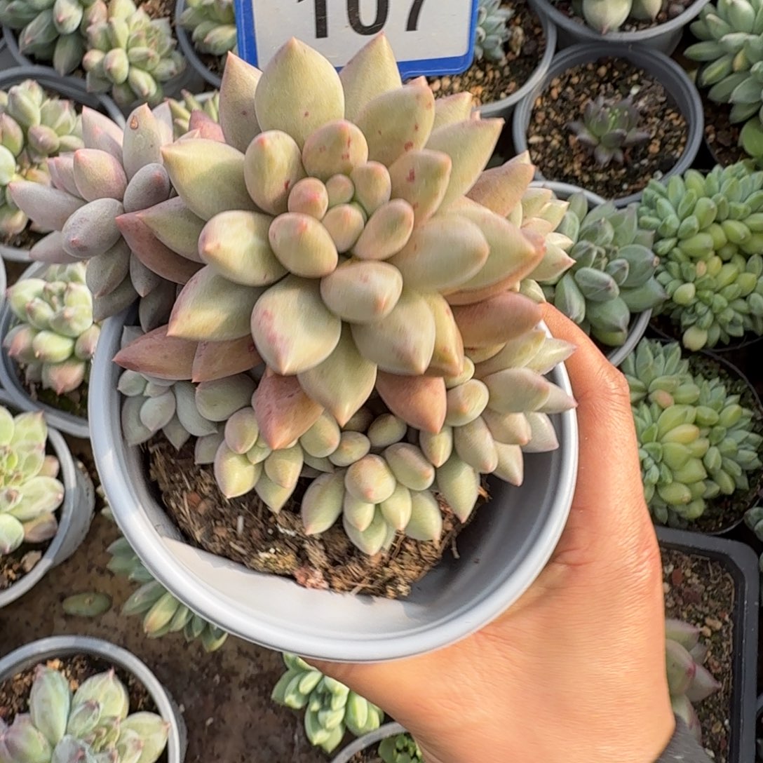 多肉植物金虞姬107