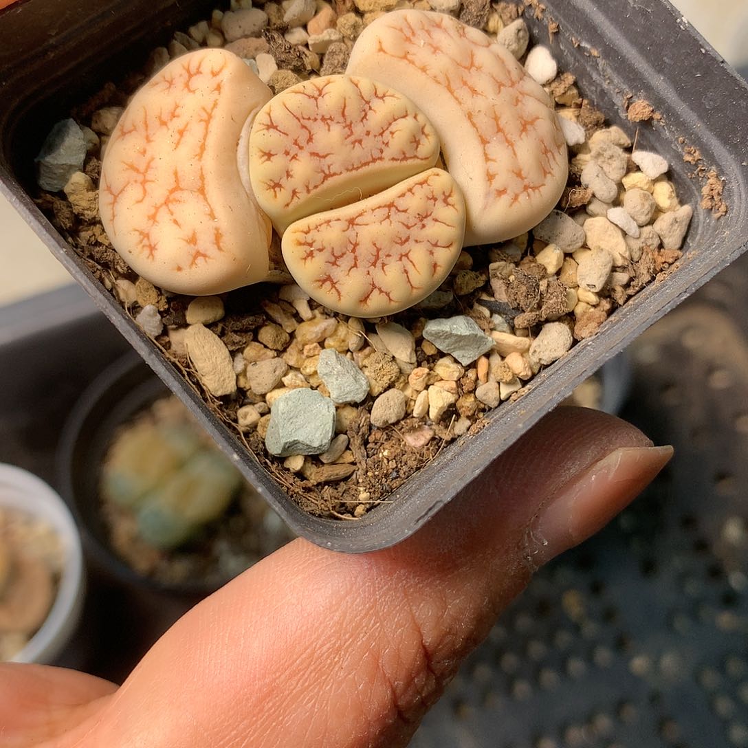 E381多肉植物保护研究所