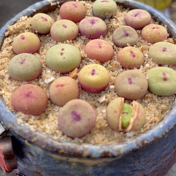 1380B小红嘴1颗买3送1