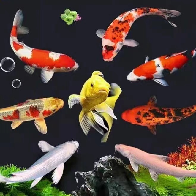 ②精品锦鲤活鱼红白三色黄金招财观赏鱼公园庭院鱼池锦鲤活鱼