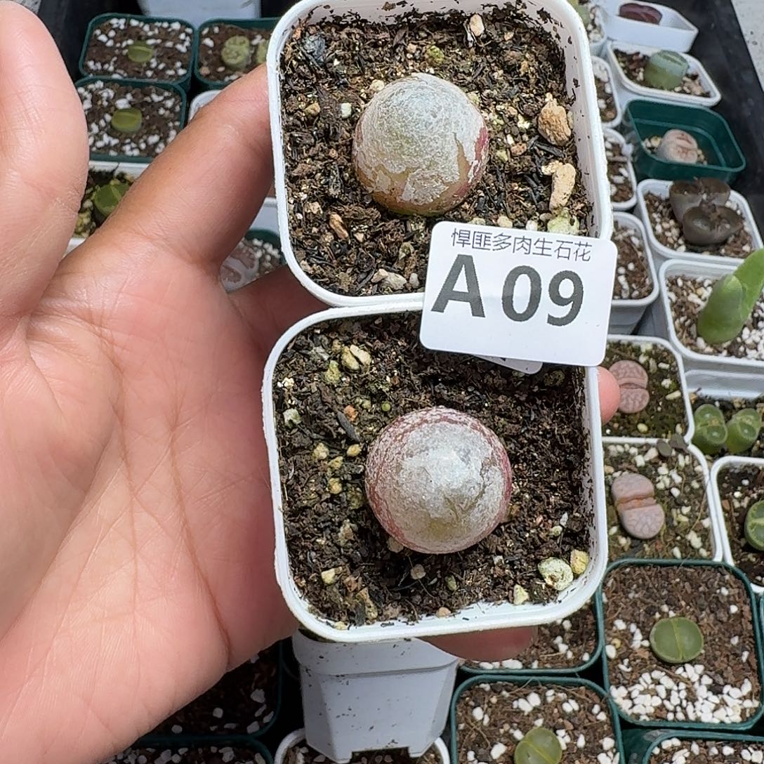 9多肉植物多肉植物