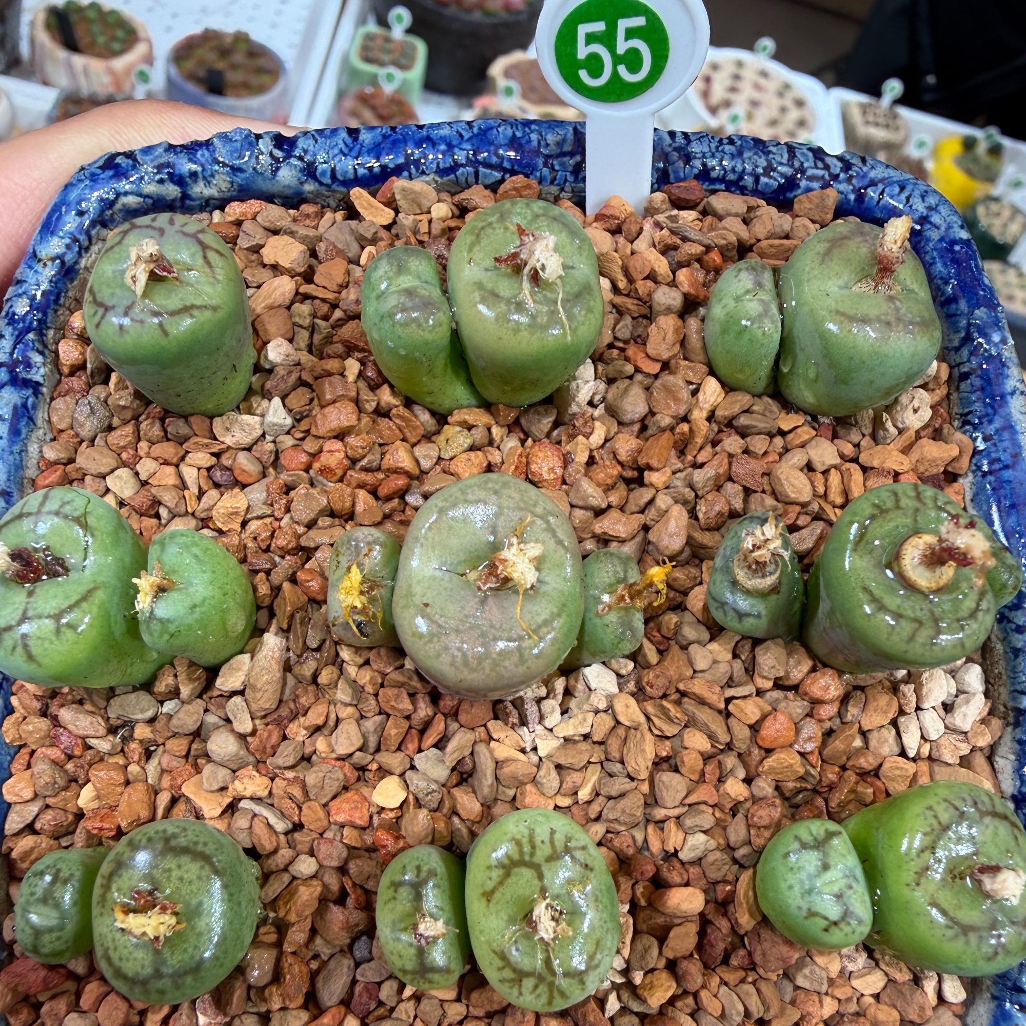 55多肉植物肉锥猴脸杂交一颗