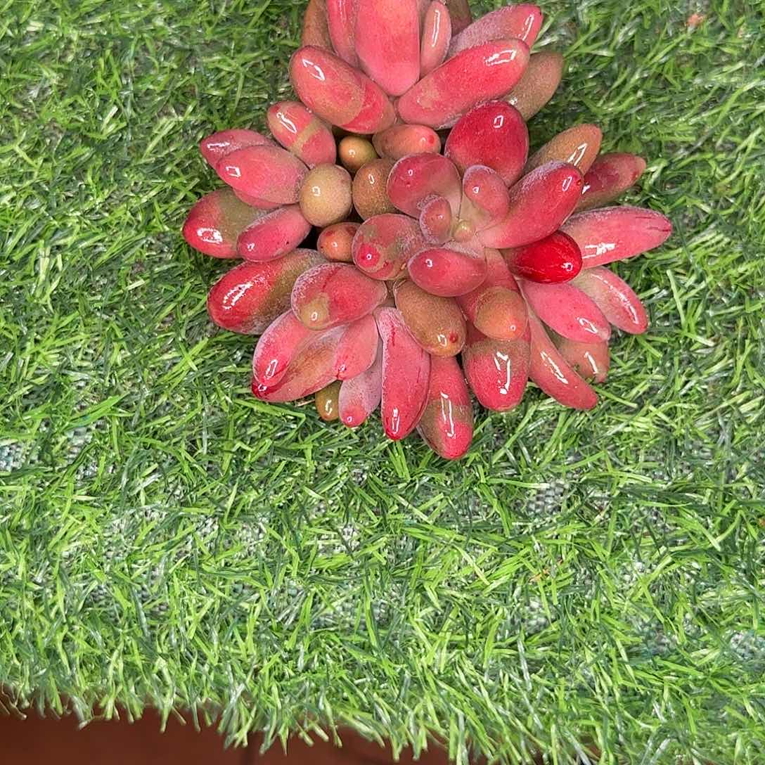 左***死美人多肉植物寄养