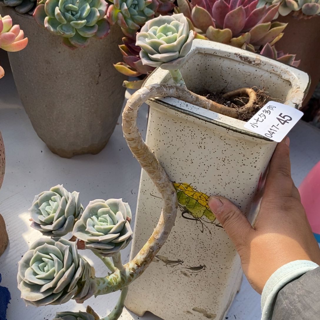 小七夕多肉可爱玫瑰45