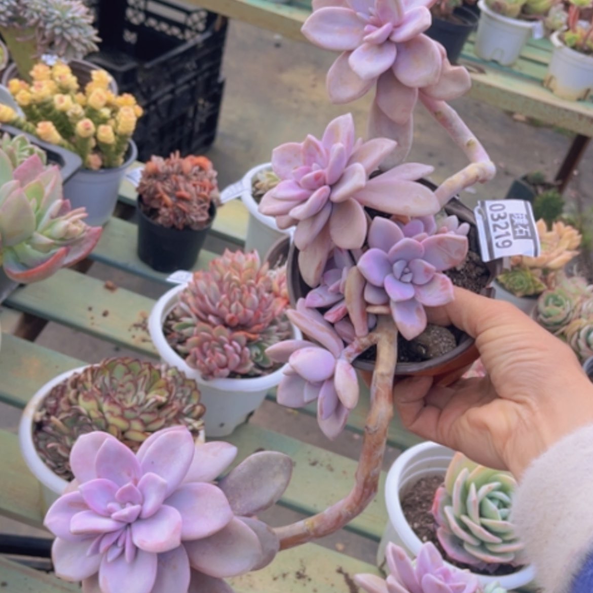 【闪购商品】桃霜03219