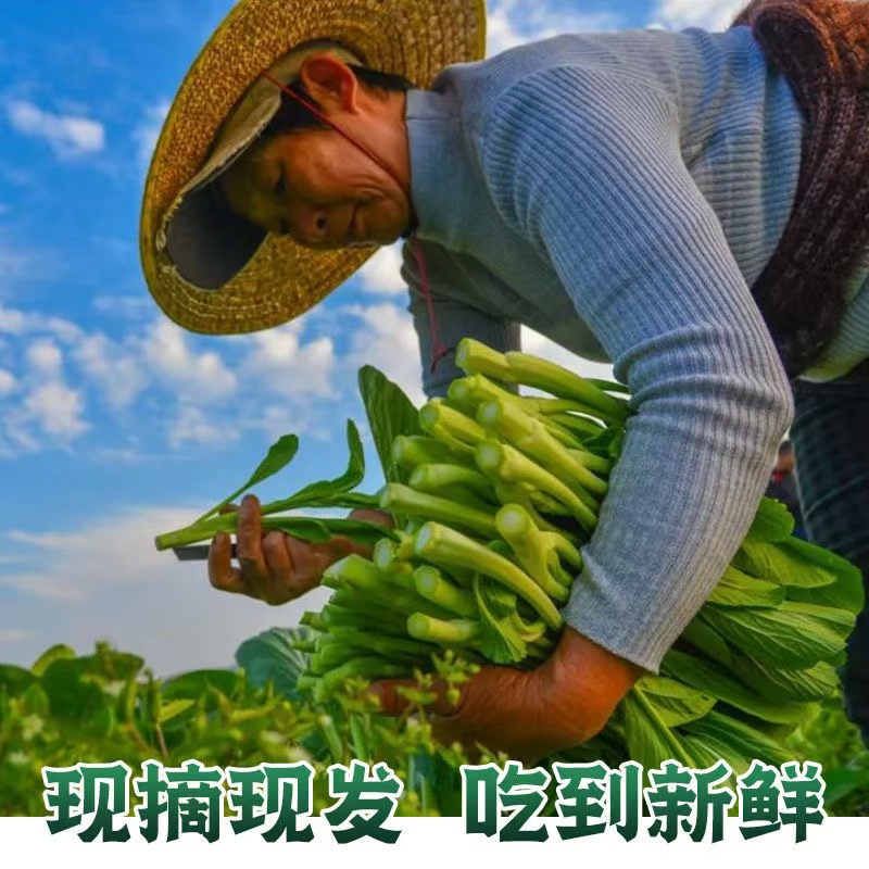 河南农家自种陆地菜心1~5斤装