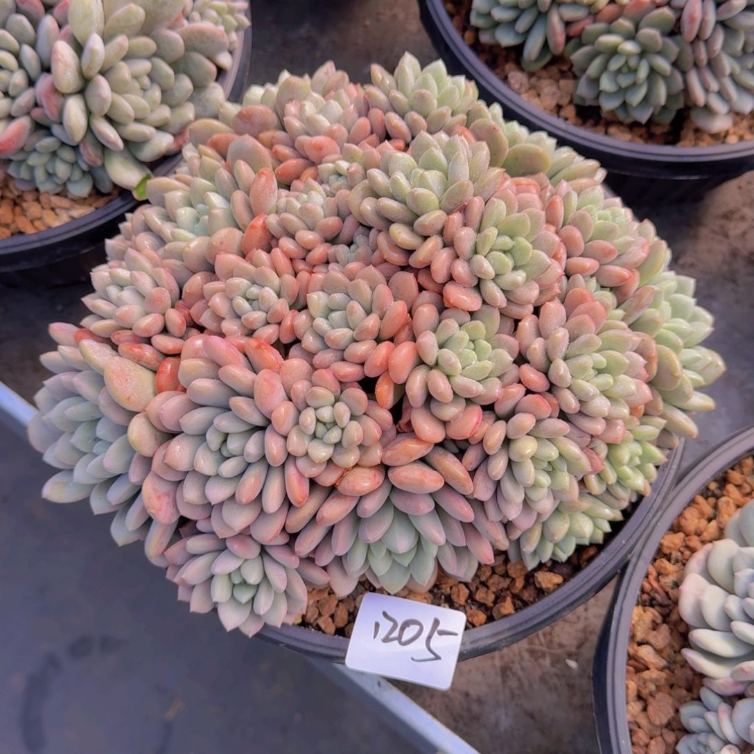 1205特殊系统多肉植物