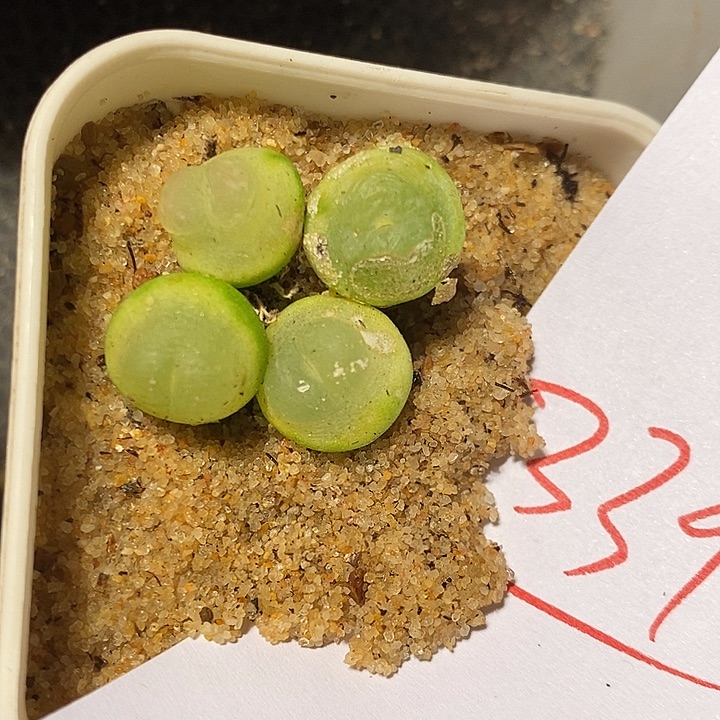 3390。   一颗紫皮拉登