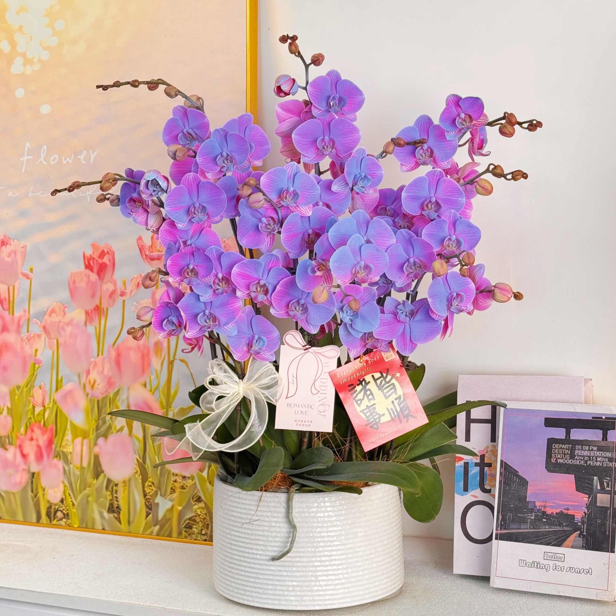 妗画【海洋之星2】大花马卡龙紫色蝴蝶兰 好养喷色工艺基地直发