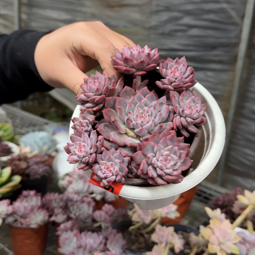 霜花手捧老桩多肉