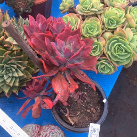 骑****行1785钻石锦多肉