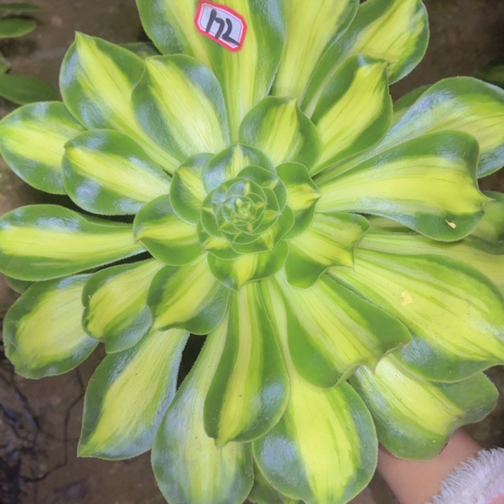 一物一拍暴君老桩172