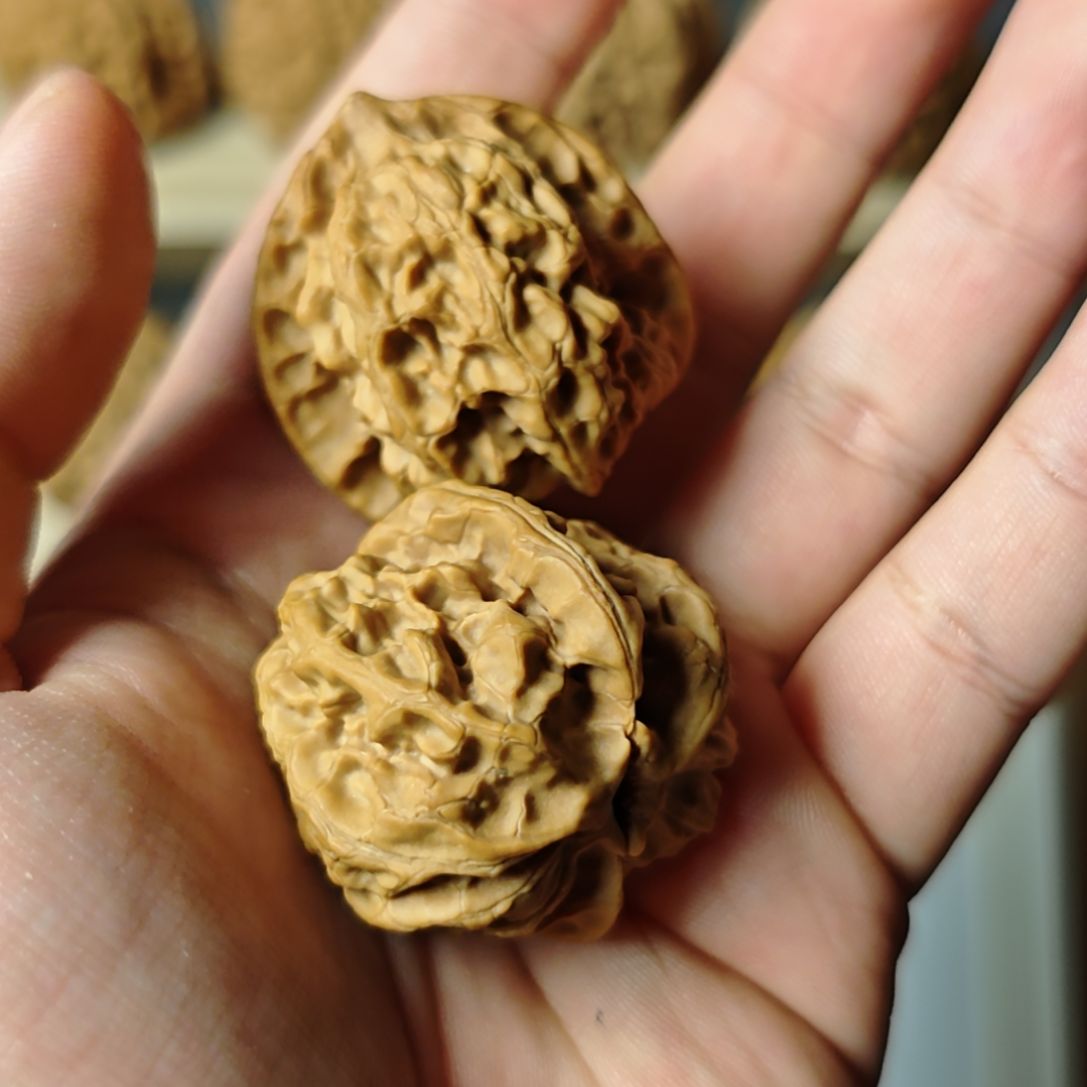 没****！37加嘎嘎精皮质骨牛梨木台