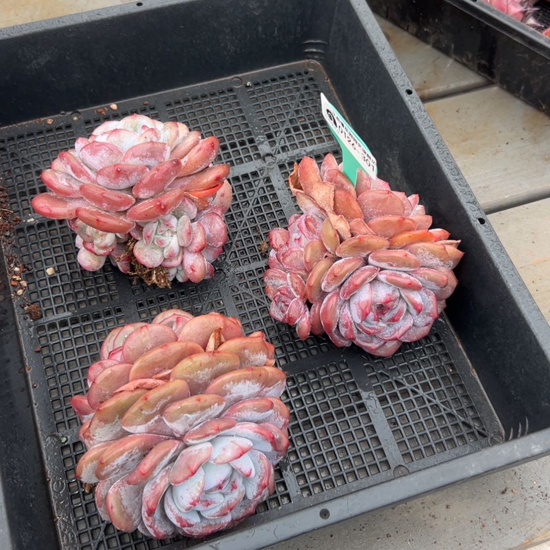 多肉一物一拍0126-301