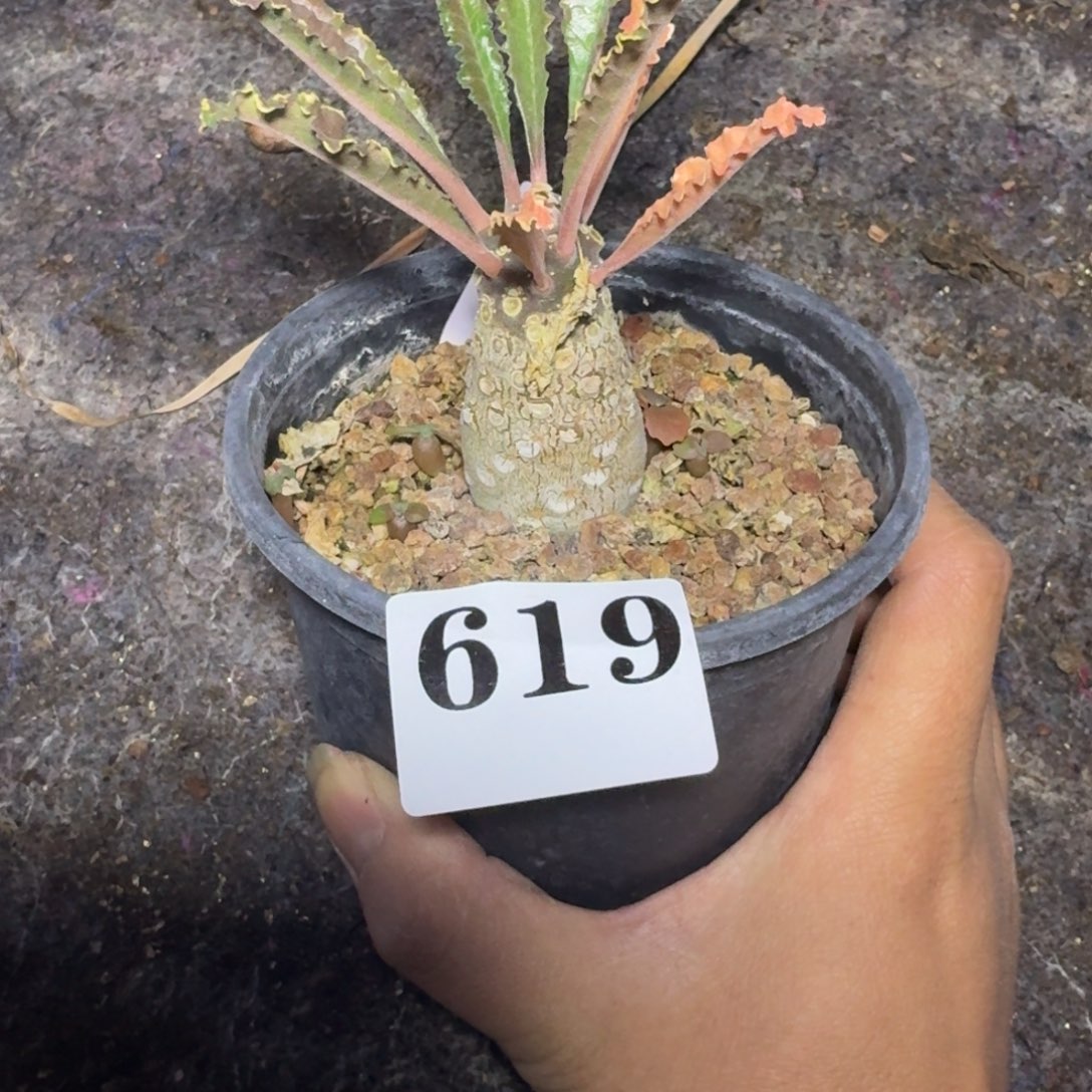 夏***目椰子硫桑一物一拍