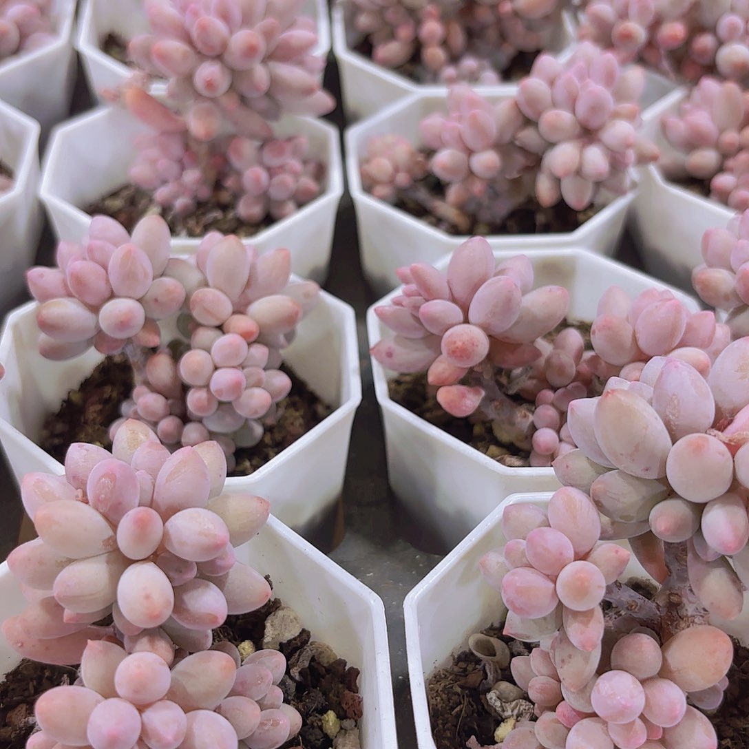 精品婴儿手指多肉植物