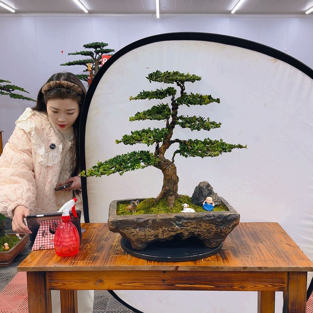罗汉松罗汉松盆景一物一拍