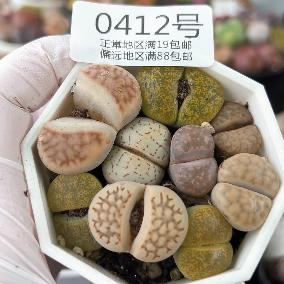 好养易活生石花大母本0412