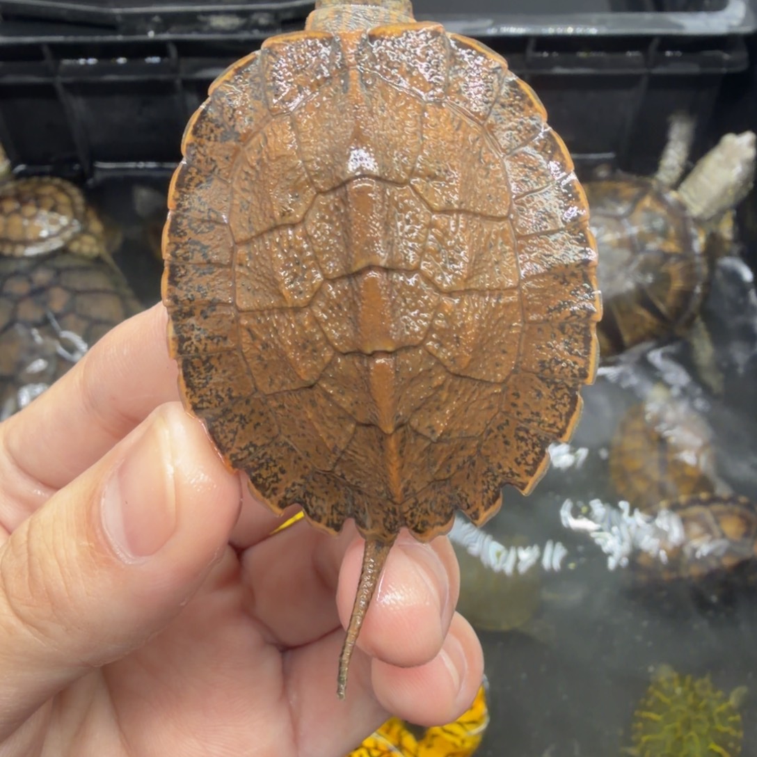 宠物龟不分公母齿缘