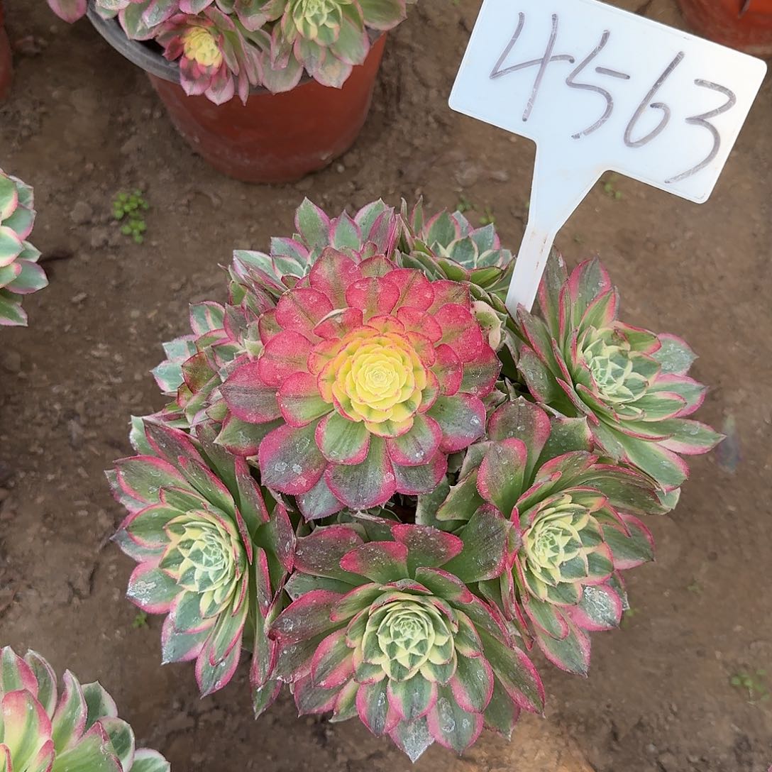 4563海仙多肉法师多肉