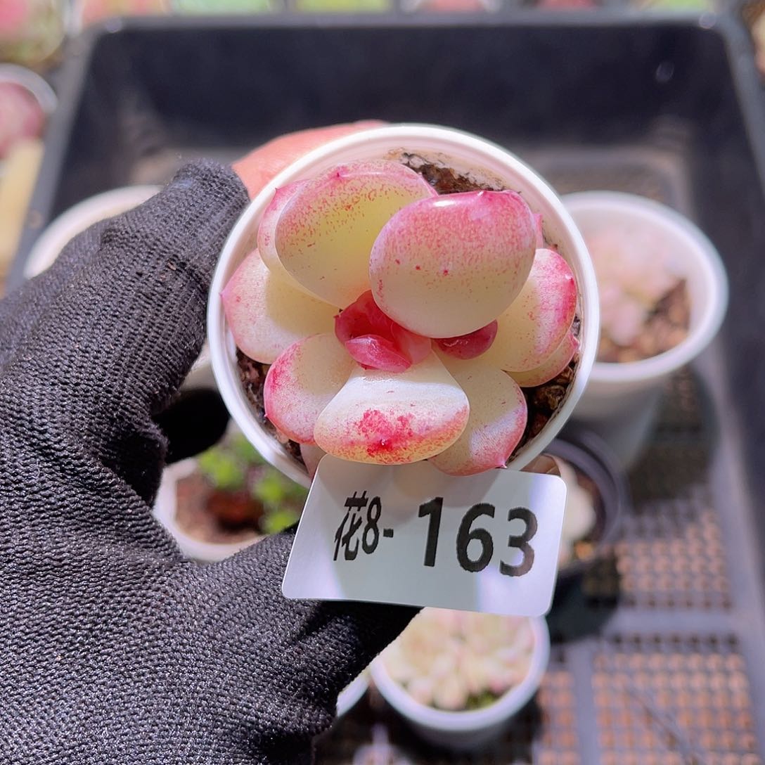 花08-163新品单头