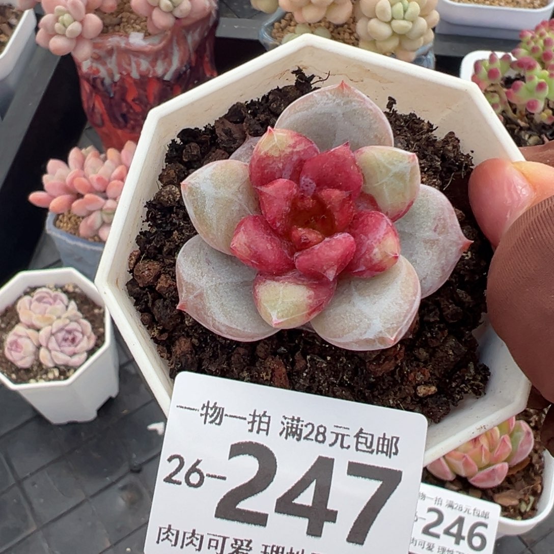 糖心雪天使多肉多肉多肉多肉多肉