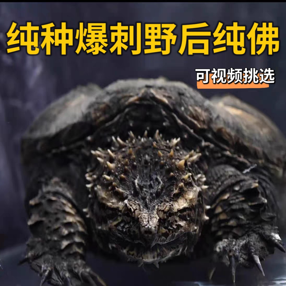 人工养殖原种暴刺纯佛鳄龟凶猛霸气互动性强活体宠物观赏龟