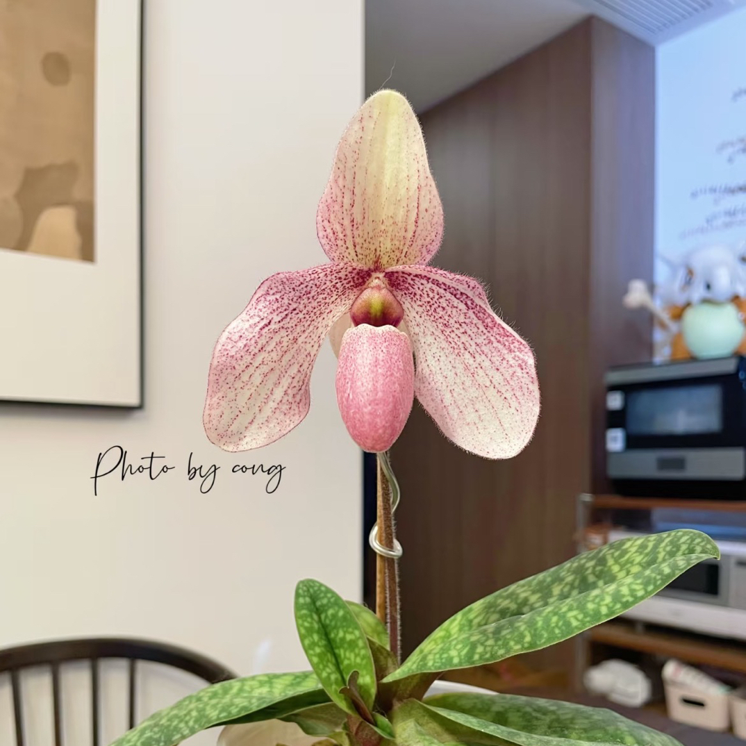 刀刀花园【绯玉盏】续花兜兰，人工育种稀有粉色兜兰大苗，室内好养