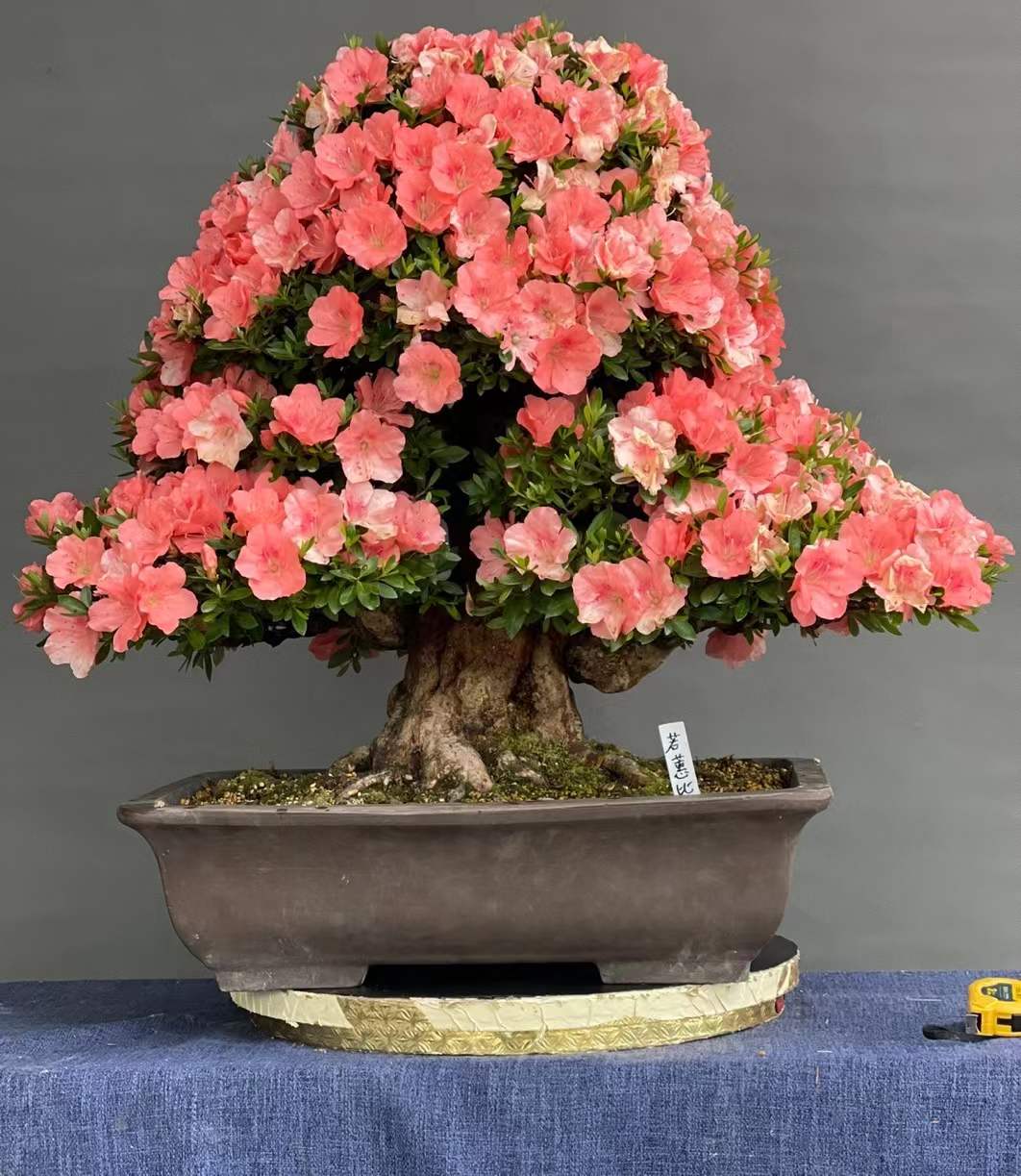 杜鹃盆景映山红映山紫赤楠中华下山熟桩春季紫花盆景桩