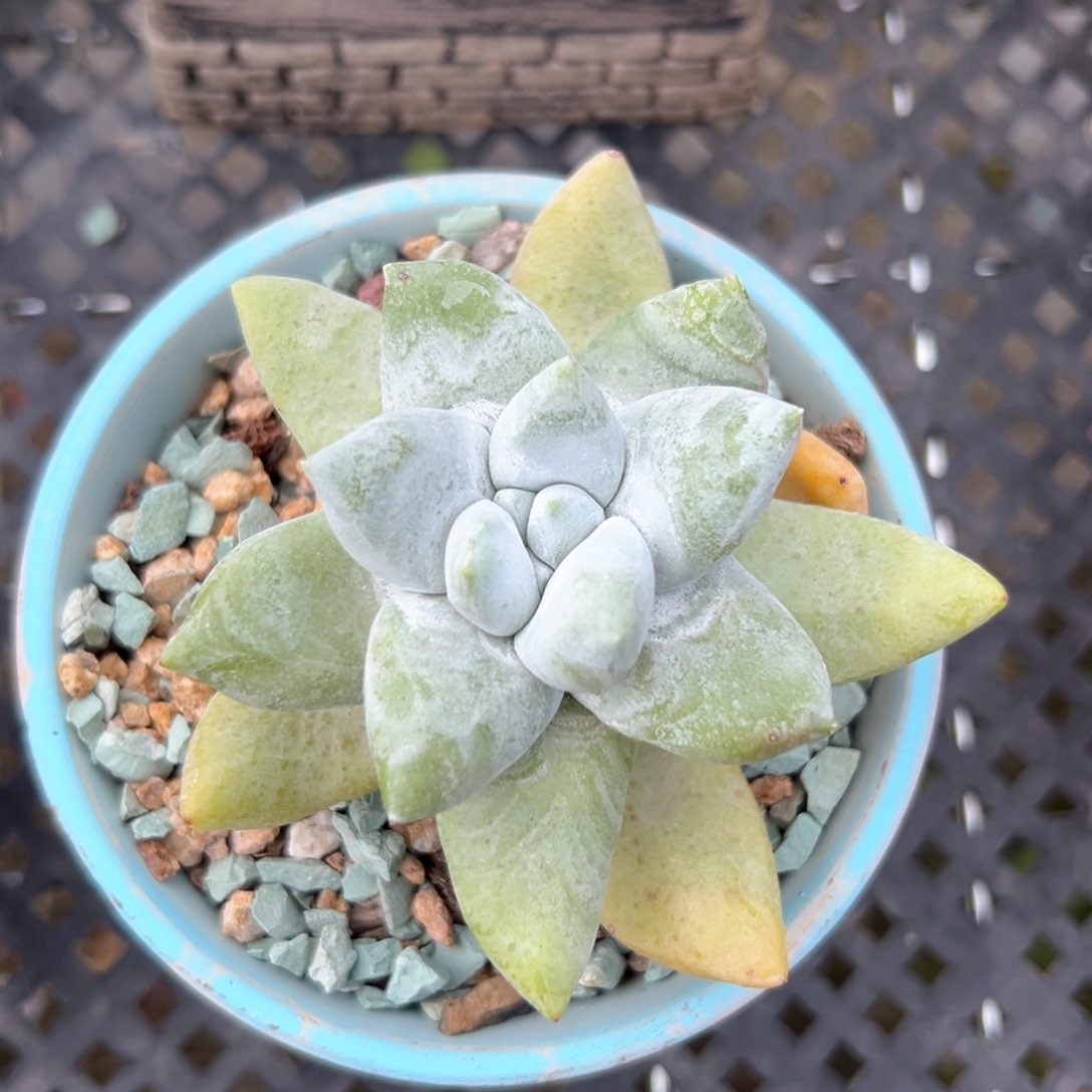 拇指仙女杯（满38包邮）多肉