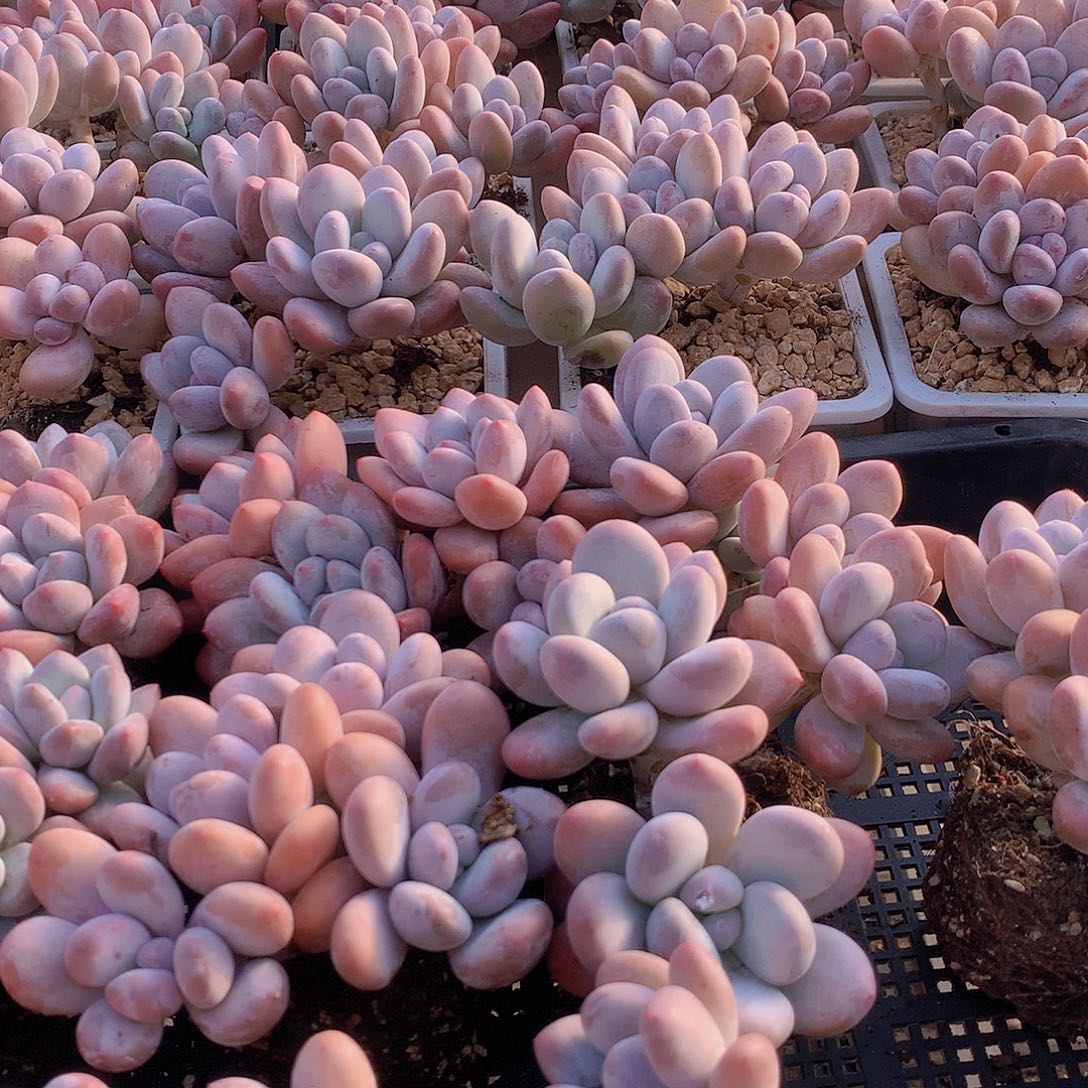 香水老庄群34678899009