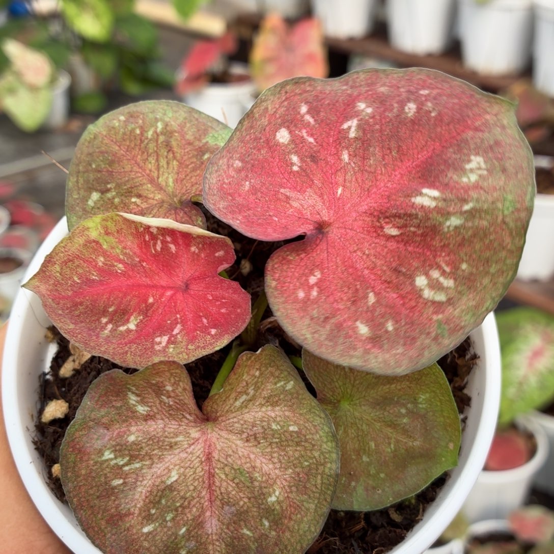 大部分开放少量花苞B048