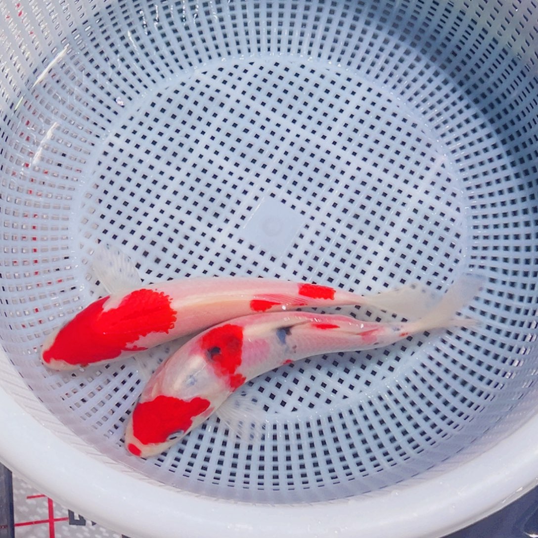 锦鲤锦鲤观赏鱼8888