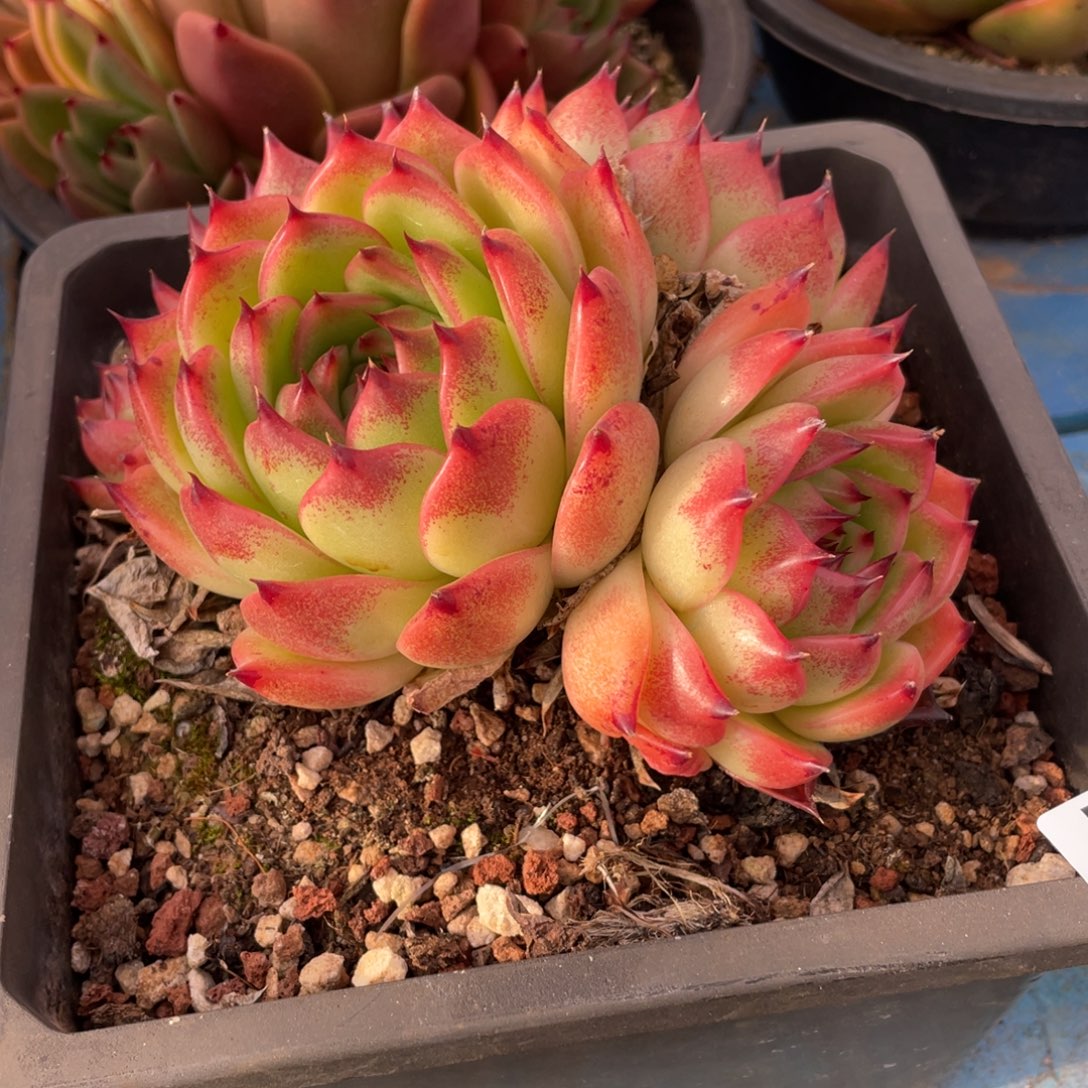 无花朵若如东云单拍D120