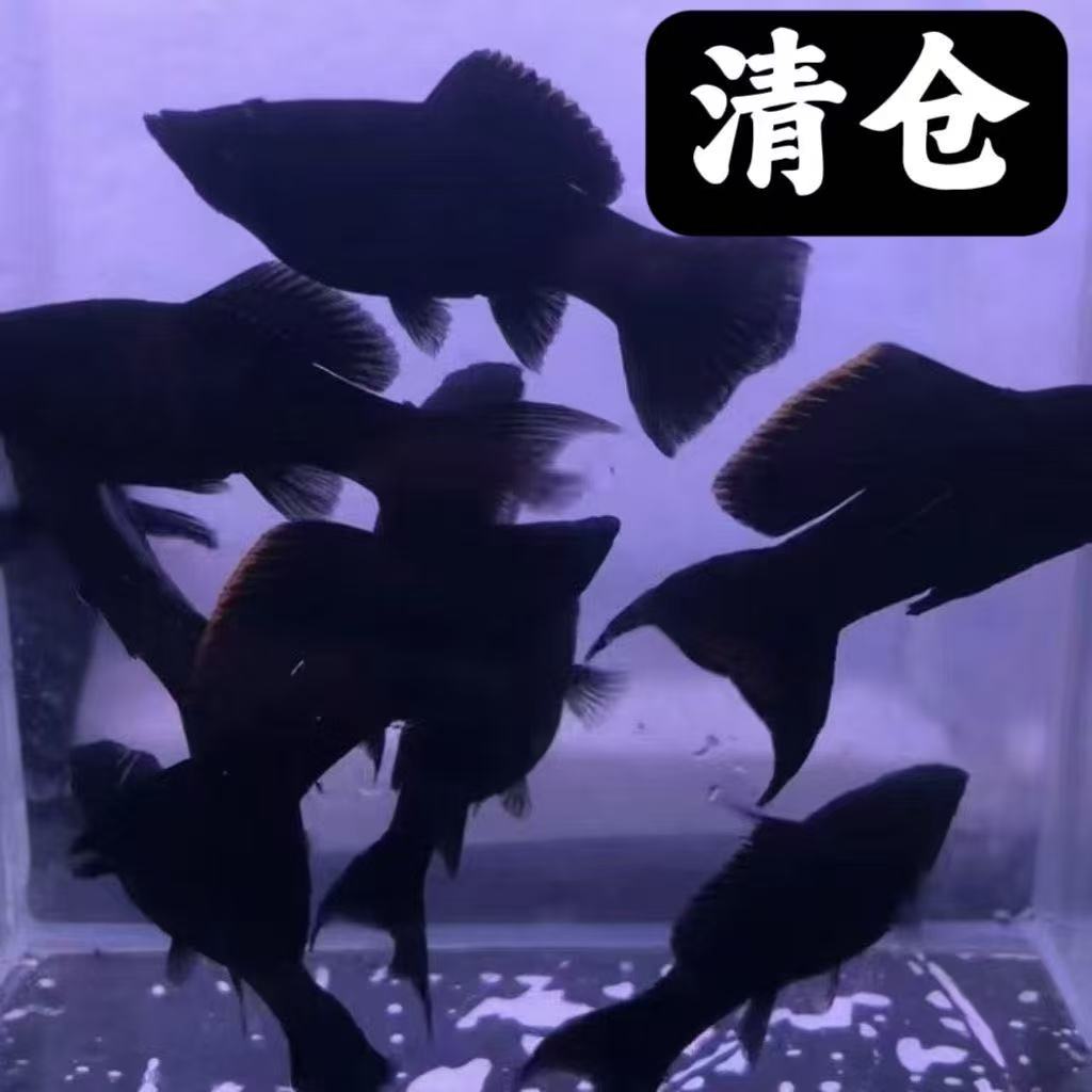【燕尾黑玛丽】8条+2条备损观赏鱼好看好养新手易繁殖鱼