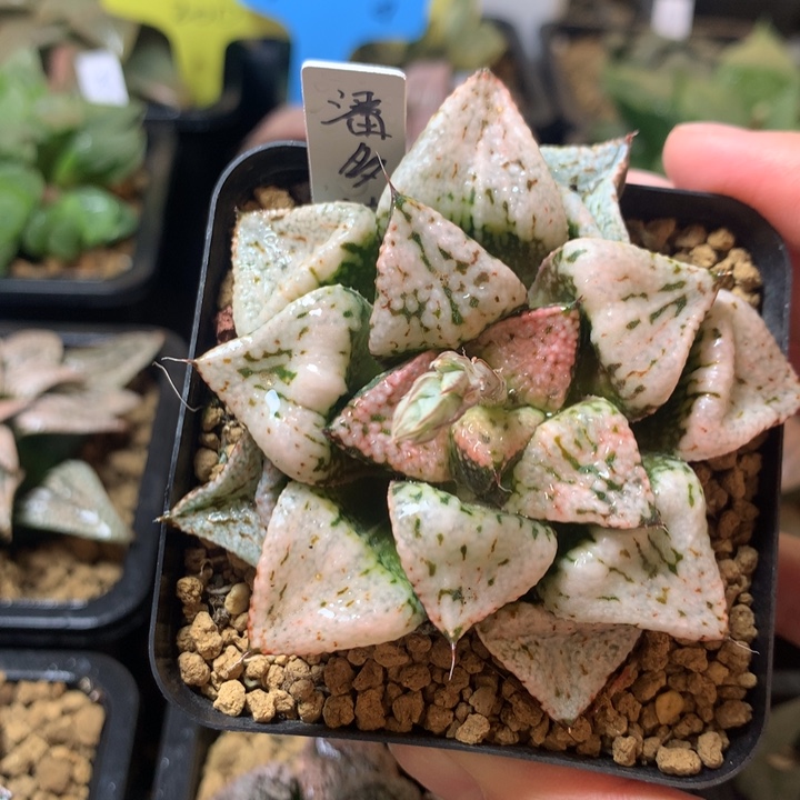 潘多拉魔盒一物一拍