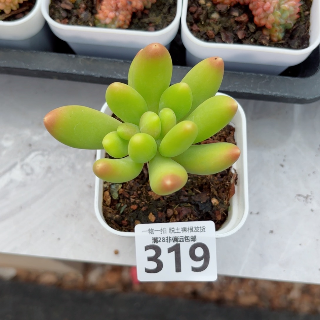 金蟾单头无盆土发货