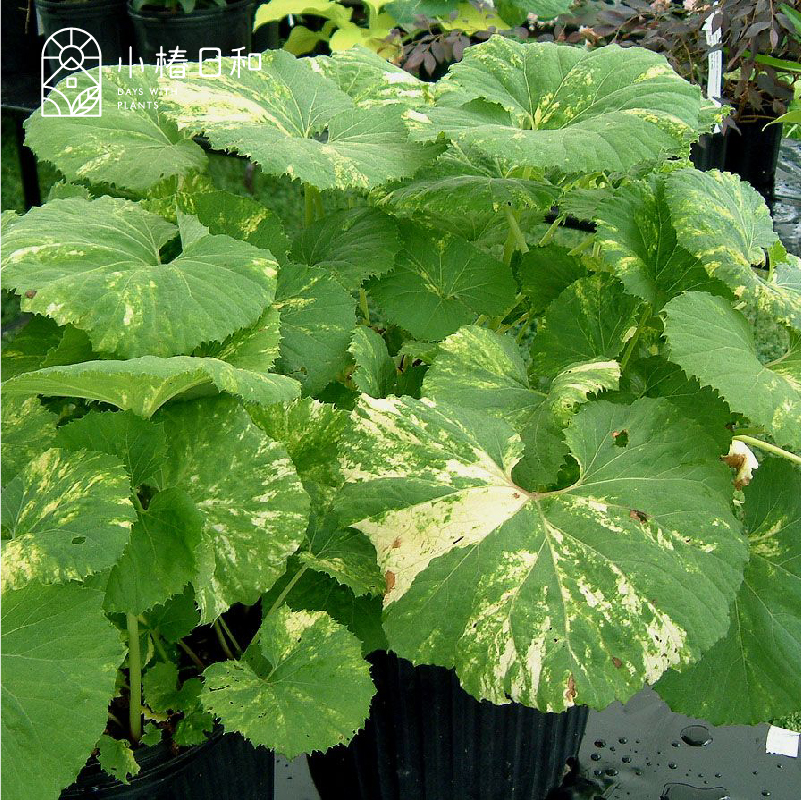 小椿日和 花叶秋田蕗观叶冬季开花龙猫雨伞耐寒耐阴林地植物盆栽