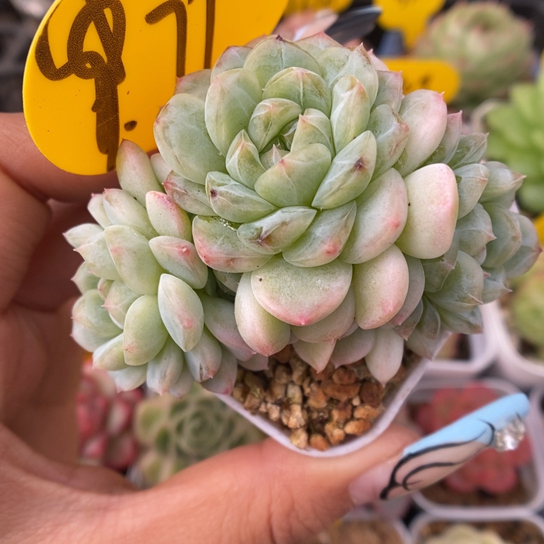 纸鸢群生971号。     