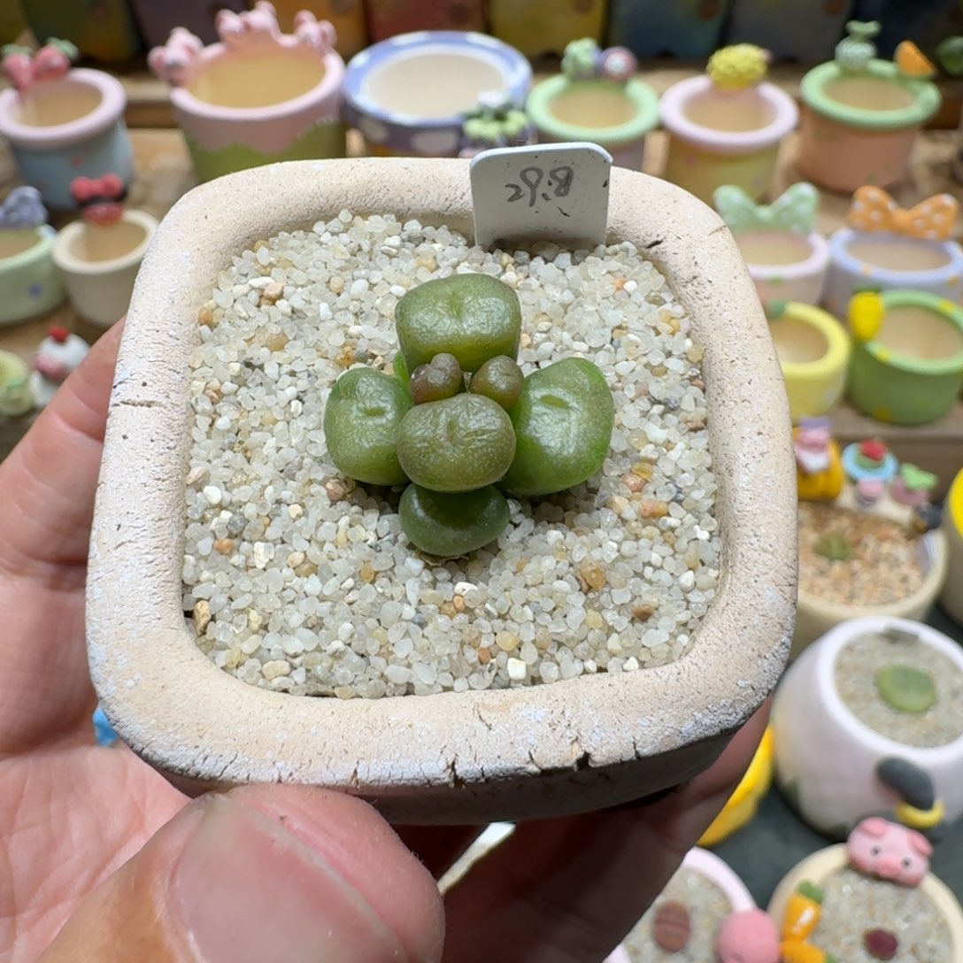 蘑菇1297烧麦多肉植物