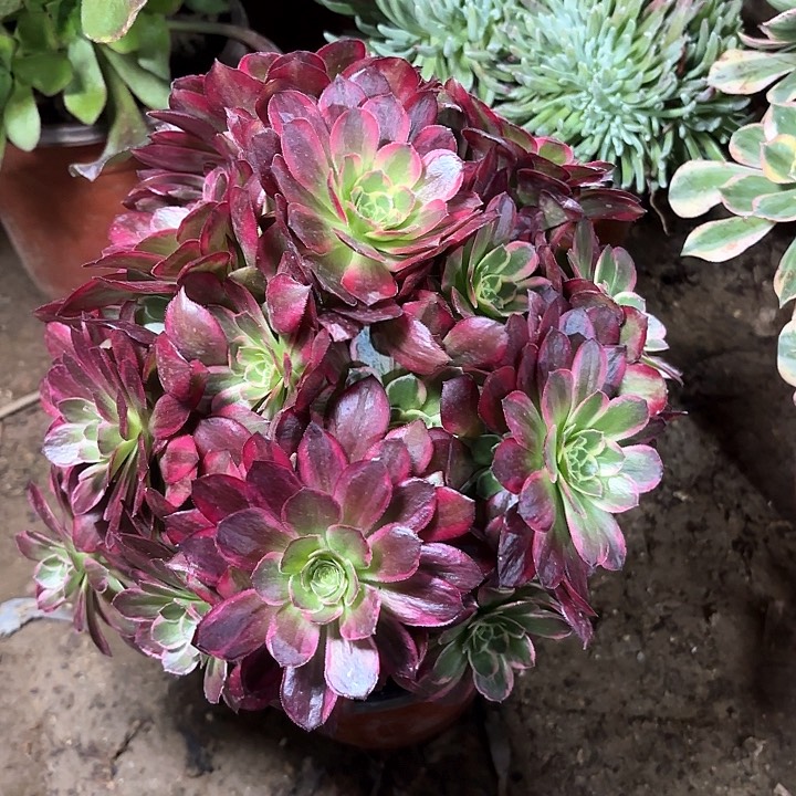 多肉植物法师安娜92