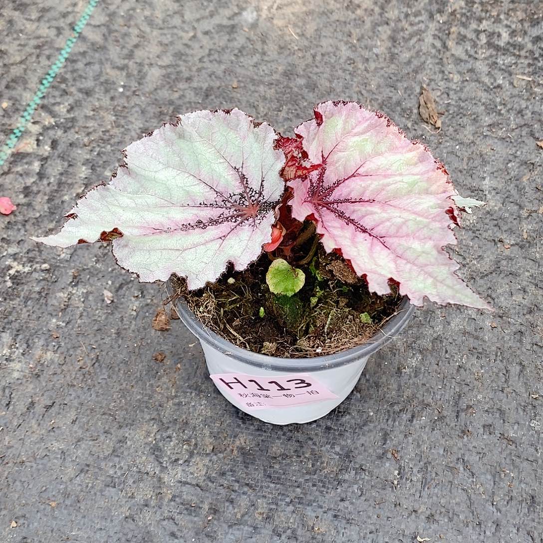 不开花植物十***四秋海棠113
