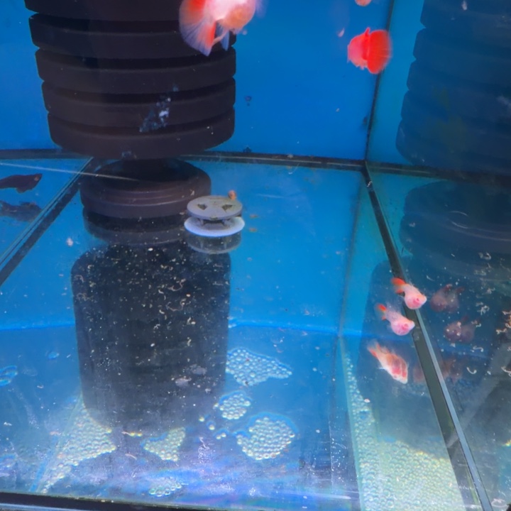 孔雀鱼玻璃猫四对红鱼