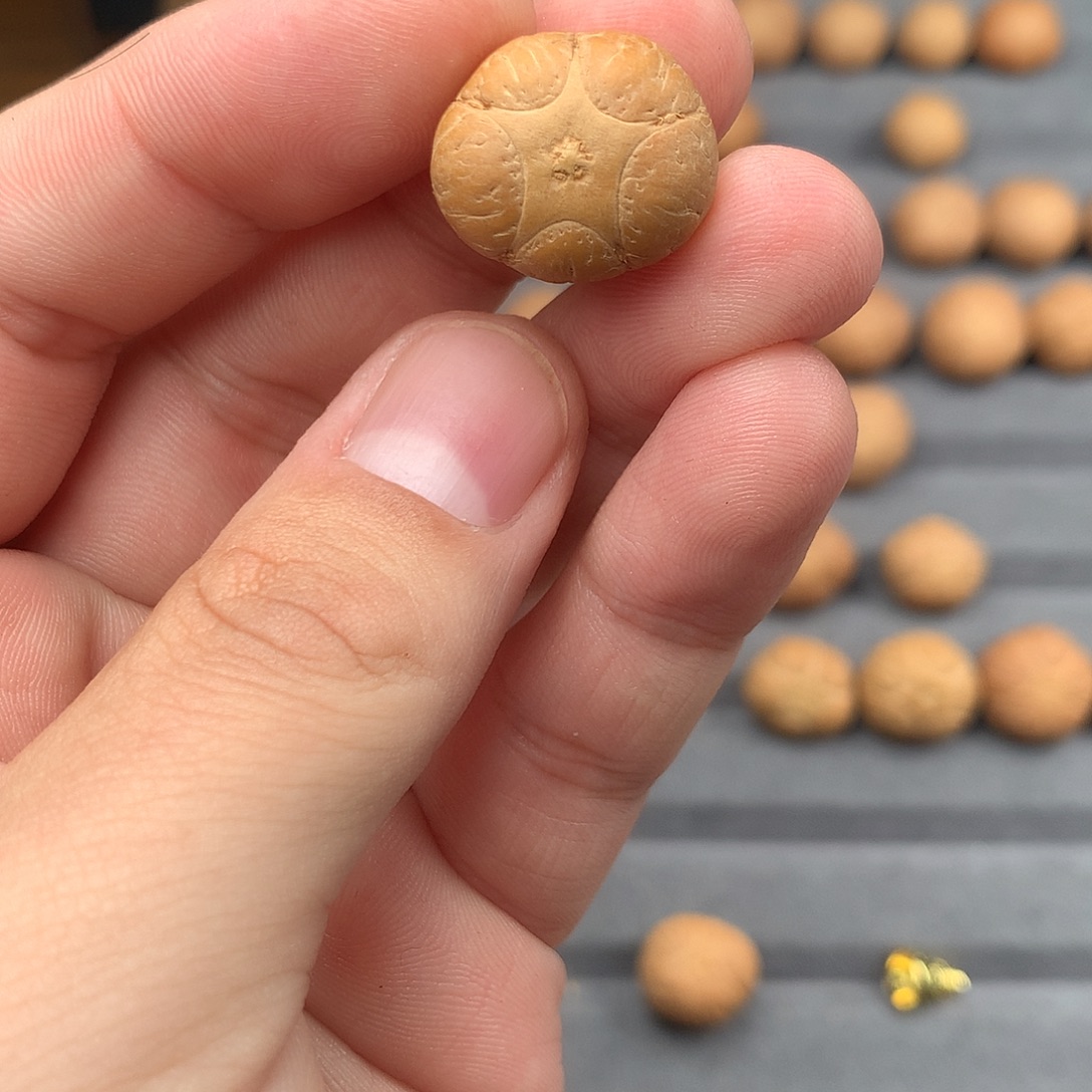 观***吊坠凤眼菩提19+五星