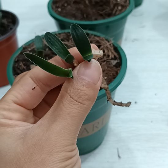 碧***天无花朵特色花卉君子兰小苗